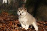 ALASKAN MALAMUTE 549